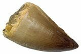 Fossil Mosasaur (Thalassotitan) Tooth - Morocco #345156-1